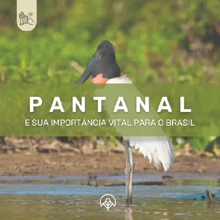 Importância do Pantanal para o Brasil